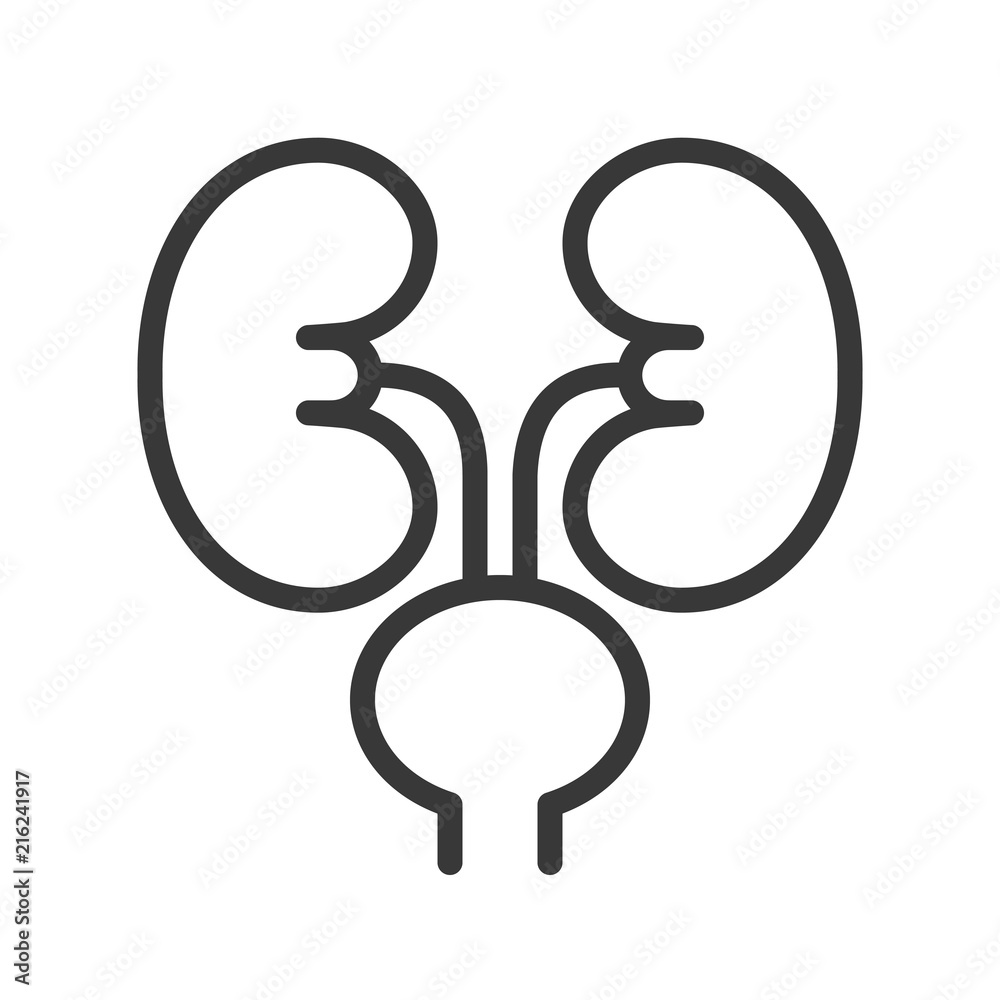 kidney and urinary bladder, organ related line icon kidney and urinary bladder, organ related line icon