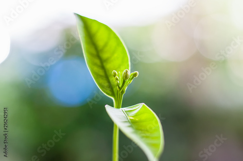 Growing green plant against...
