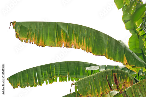 Dry banana leaves isolated ...