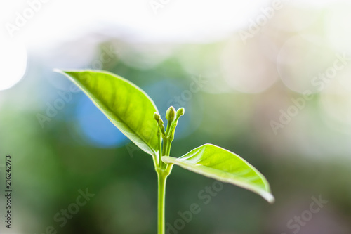 Growing green plant against...