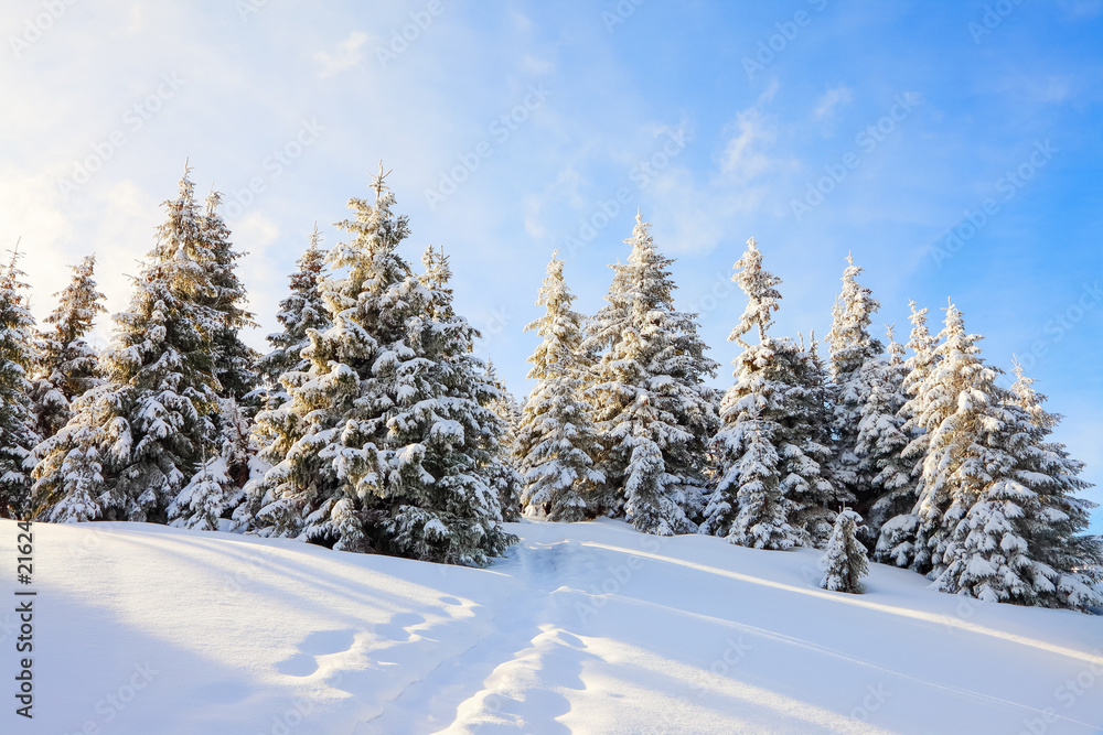Snow covered spruce trees stand in snow swept mountain meadow under a blue winter sky. Cold winter day. Landscape for leaflets.