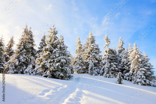 Snow covered spruce trees stand in snow swept mountain meadow under a blue winter sky. Cold winter day. Landscape for leaflets.