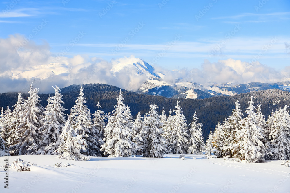 On a frosty beautiful day among high mountains and peaks are magical trees covered with white fluffy snow against the beautiful winter landscape.