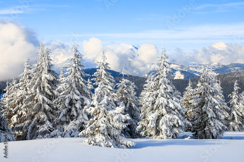 Snow covered spruce trees stand in snow swept mountain meadow under a blue sky. Marvelous winter sun high in the mountains in beautiful forests and fields.