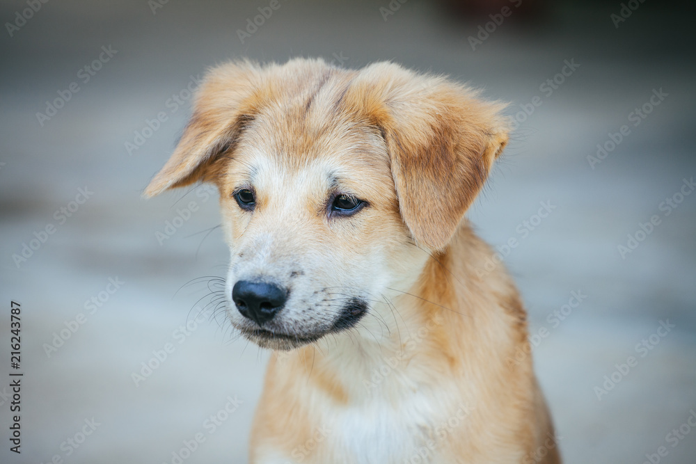 Light brown puppy with clumsily cute look