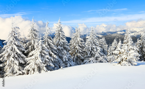 Snow covered spruce trees stand in snow swept mountain meadow under a blue winter sky.