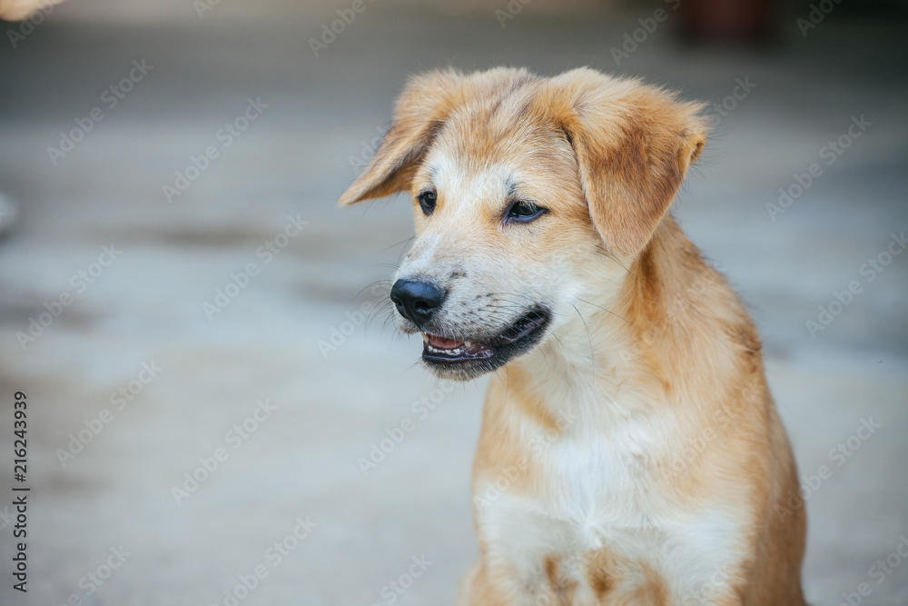 Light brown puppy with clumsily cute look Light brown puppy with clumsily cute look