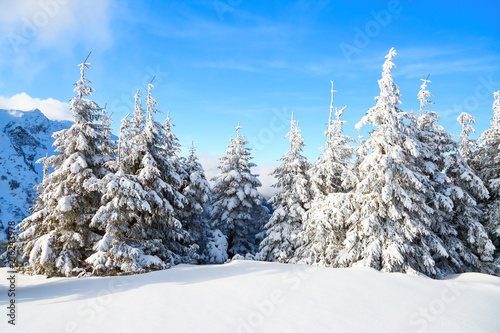 Mountains in a foggy morning and snow-covered green Christmas trees. Beautiful winter background. © Vitalii_Mamchuk