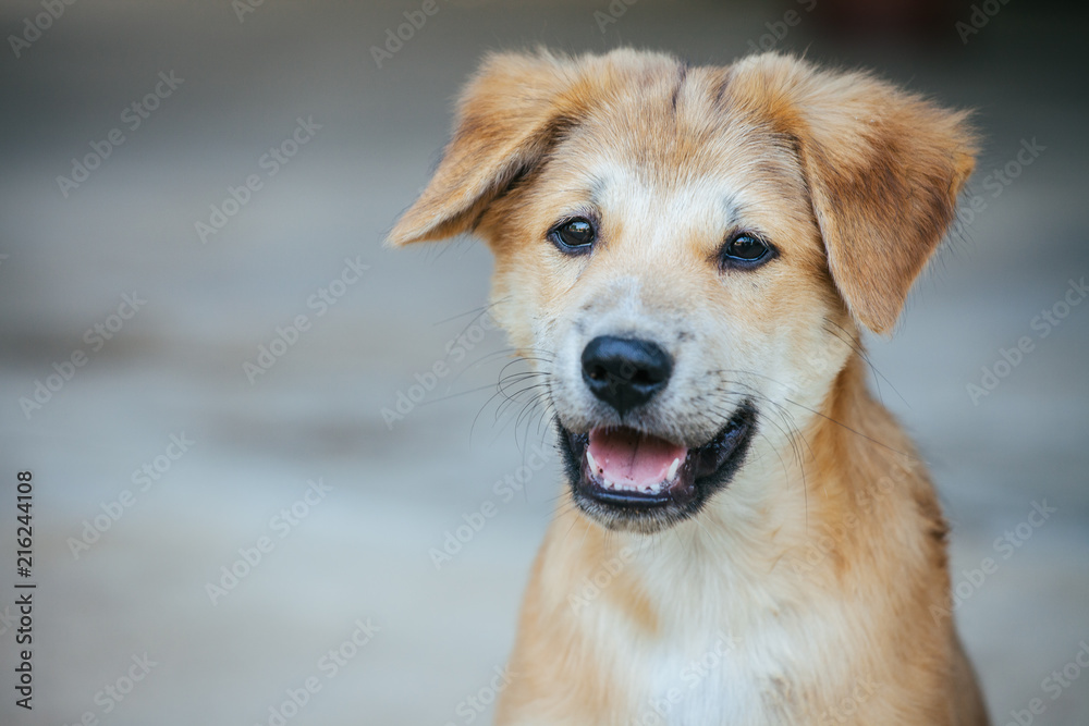 Light brown puppy with clumsily cute look