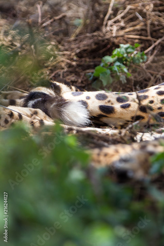 Ghepardo nel parco del Serengeti in Tanzania © macs