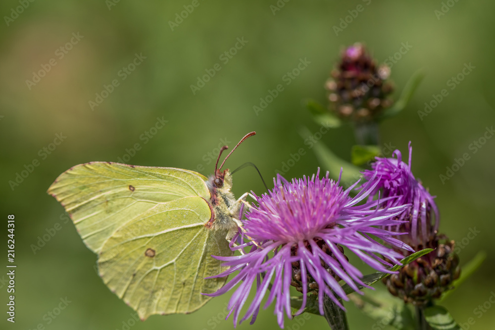 Zitronenfalter sitzt auf lila Blume Zitronenfalter sitzt auf lila Blume