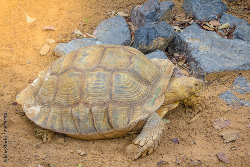 Sulcata tortoise,African spurred tortoise