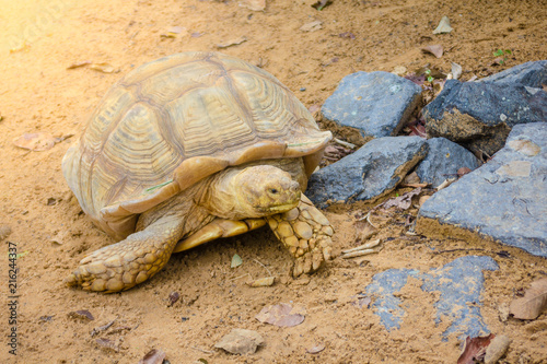 Sulcata tortoise,African spurred tortoise