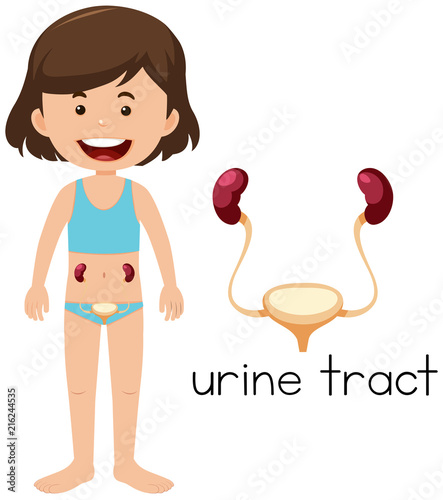 Placement of a urine tract