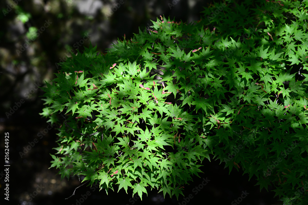 Japanese maple-35 Japanese maple-35