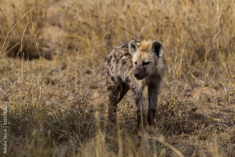 Iena nella savana africana maculata crocuta crocuta Iena nella savana africana maculata crocuta crocuta