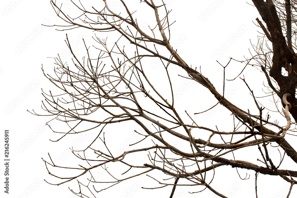 Death tree which has branch isolated on white background.. Death tree which has branch isolated on white background..