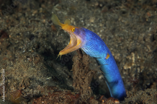 Ribbon eel (Rhinomuraena quaesita). Picture was taken in Lembeh, Indonesia