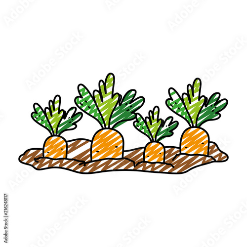 doodle nature carrots cultivated plantation product