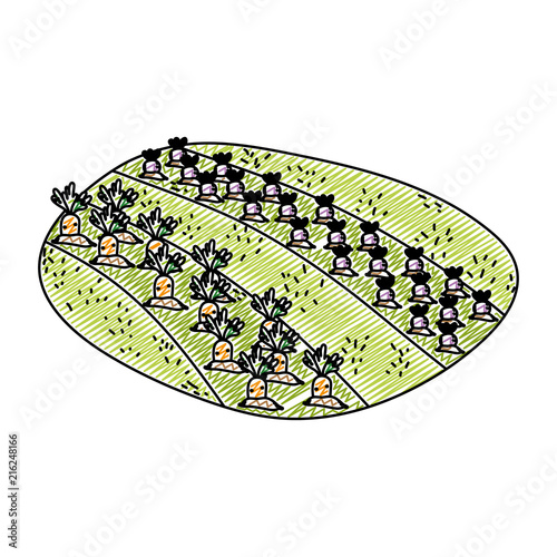 doodle onions and carrots cultivated plantation product