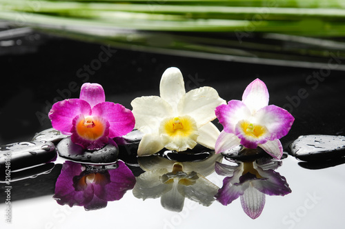 spa concept –colorful orchid and green palm leaf 