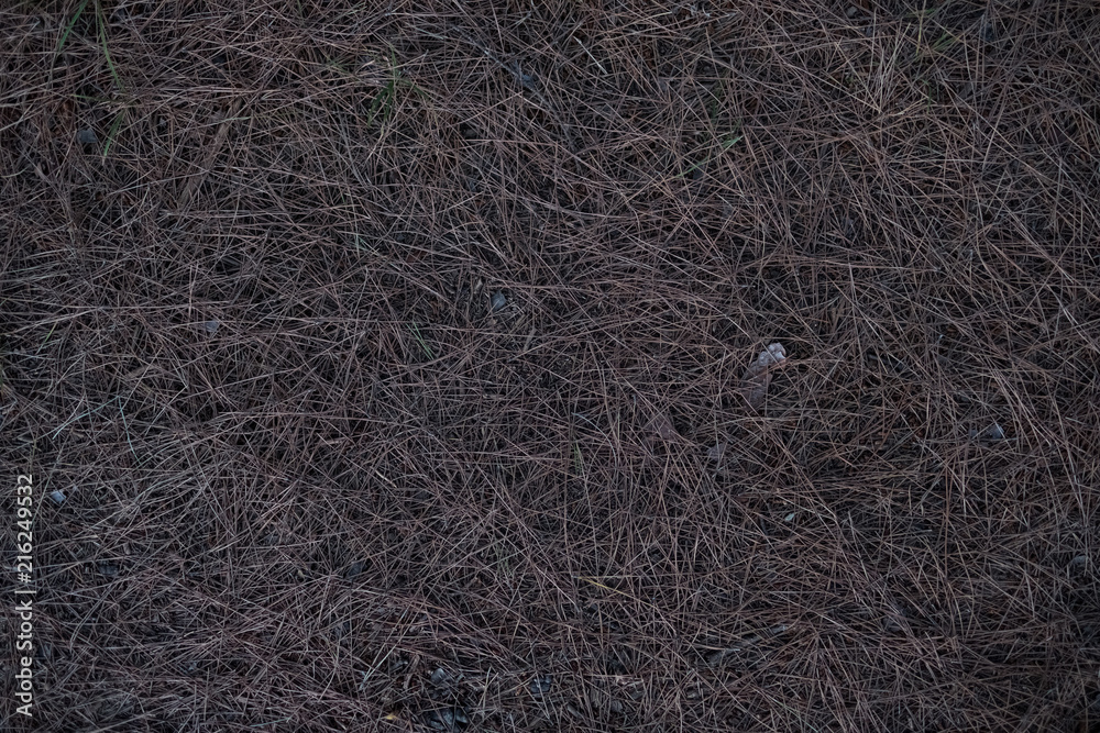 Dry Pine Needles on the Forest Ground Dry Pine Needles on the Forest Ground