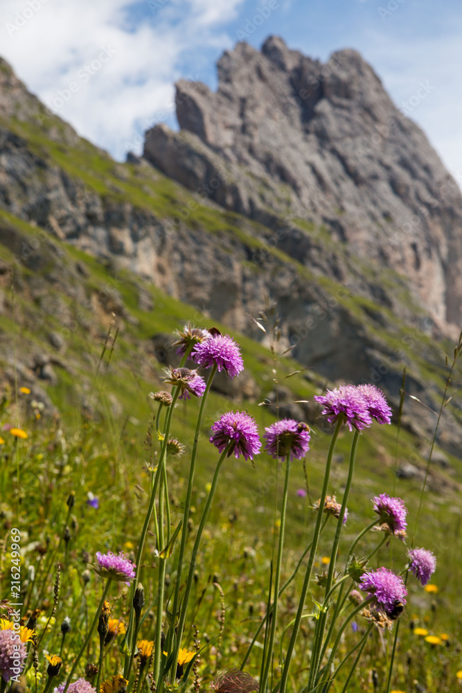 Blumenwiese im Naturpark Puez-Geisler