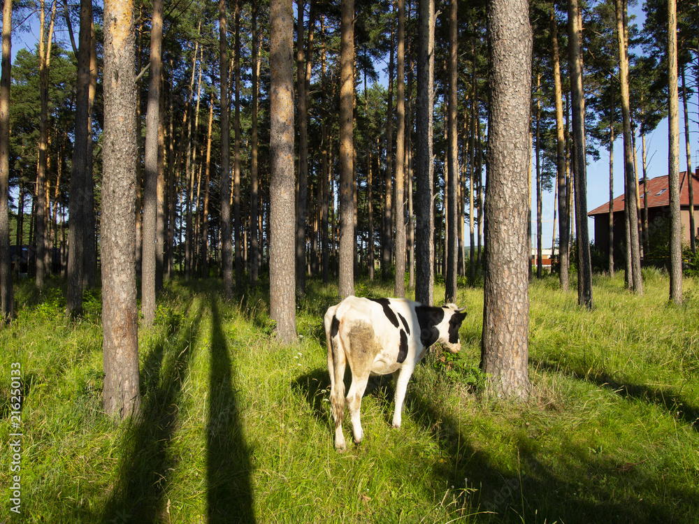 Fototapeta premium spotted cow eating grass