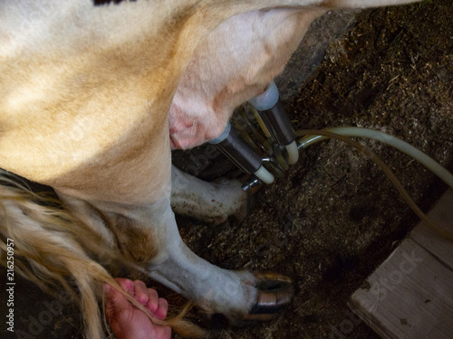 milking a cow with a milking machine