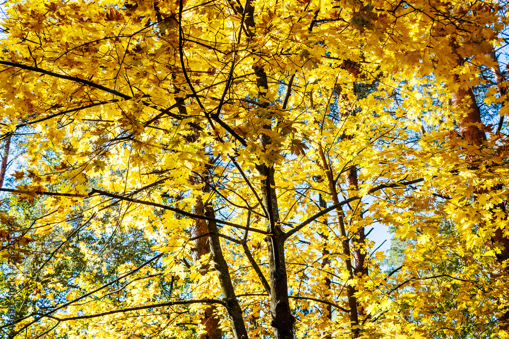 Autumn forest scenery with rays of warm light illumining the gold maple leaves Autumn forest scenery with rays of warm light illumining the gold maple leaves