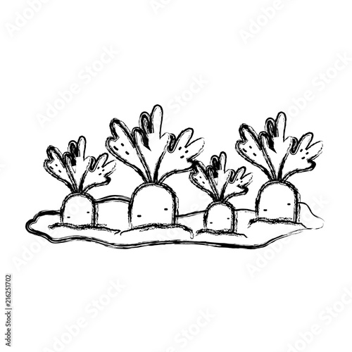 grunge nature carrots cultivated plantation product
