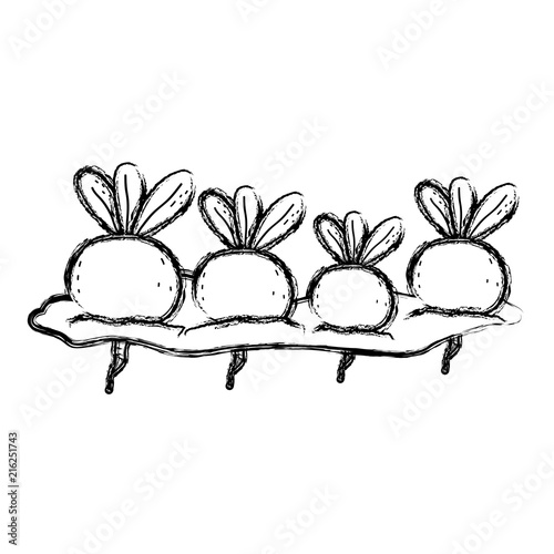 grunge nature onions cultivated plantation product