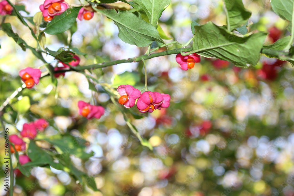 Der gewöhnliche Spindelstrauch (Euonymus europaeus) Der gewöhnliche Spindelstrauch (Euonymus europaeus)