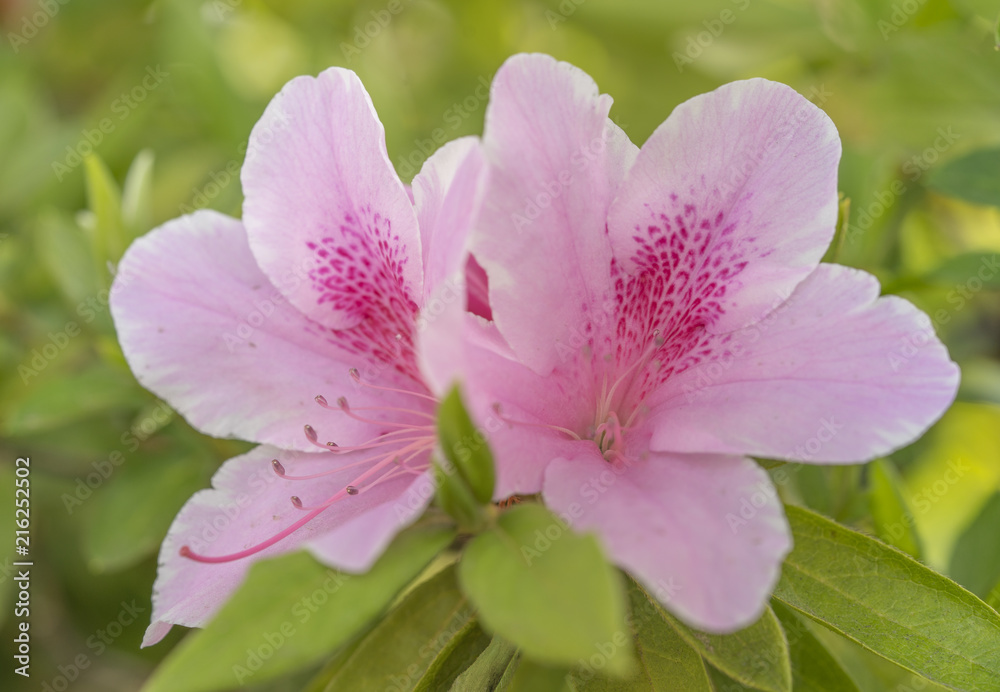 Cute pink azalea flower in spring in front of Cute pink azalea flower in spring in front of