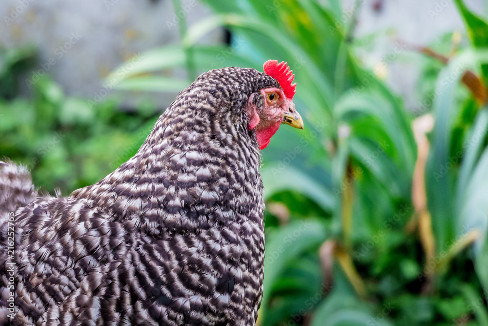 Pockmarked chicken plymutrok in the garden among the green vegetation,  close-up_