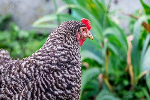 Pockmarked chicken plymutrok in the garden among the green vegetation, close-up_