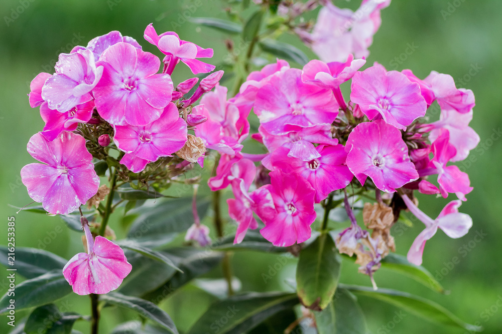 Pink Phlox in the flower garden decorate the yard_