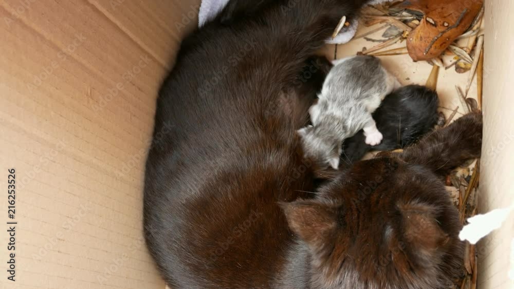 Black Mother cat suckles her puppies in a box - Closeup
