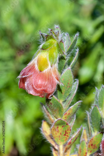 Marsh rose (Orothamnus zeyheri) flower photo