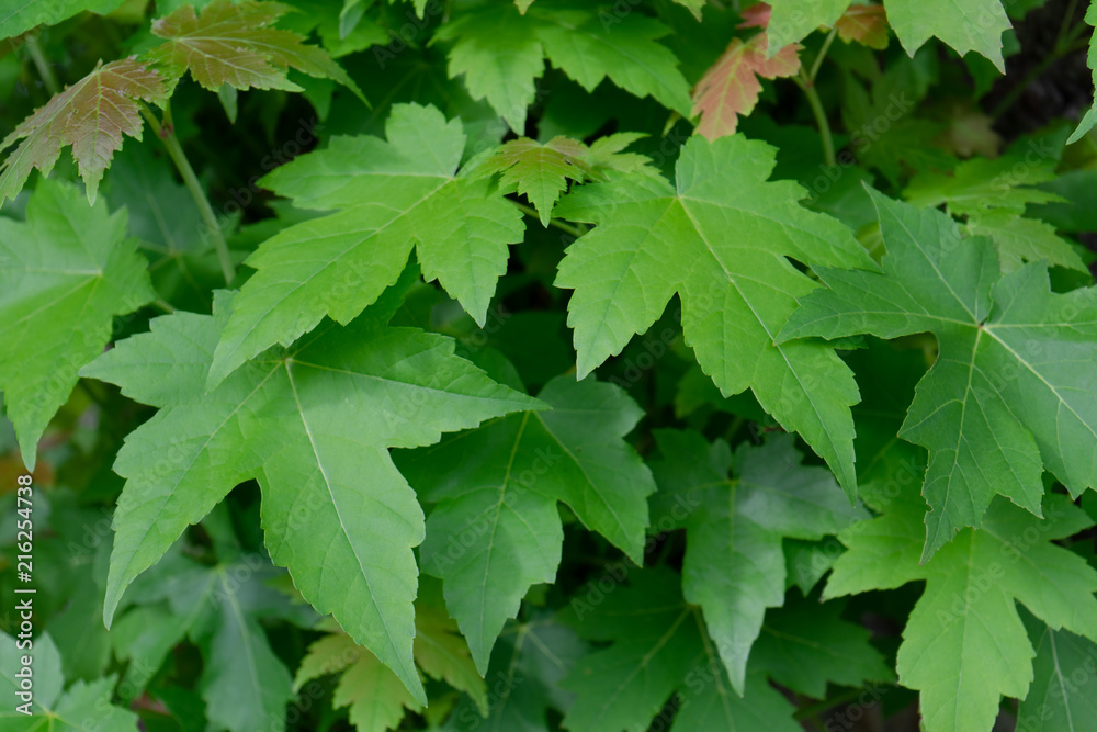 Green leaf texture for background Green leaf texture for background