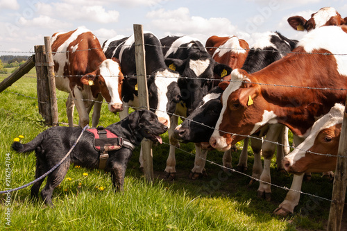 Junger Hund lernt Rinder kennen