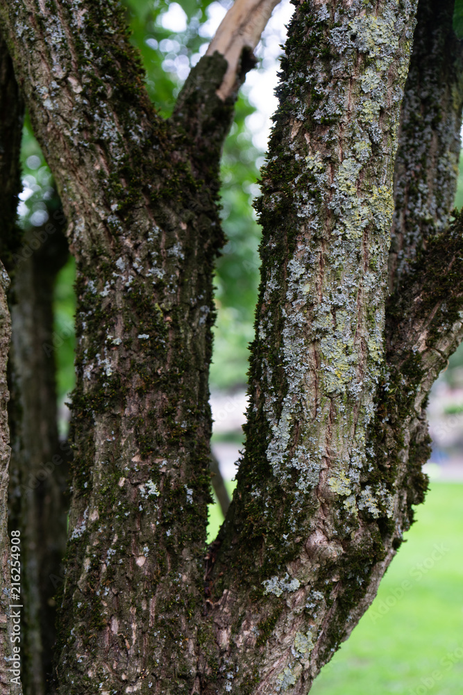 Obraz premium old tree trunk in park