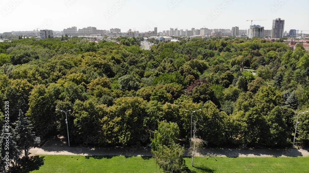 Trees. City park. City landscape. City panorama.