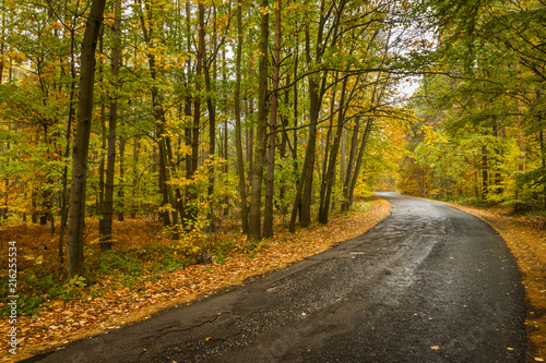 Road leading through autumn foliage. Amazing colors, wet road, quiet. Forest is so colorful. Another beautiful season of the year. Wonderful scenery all around.