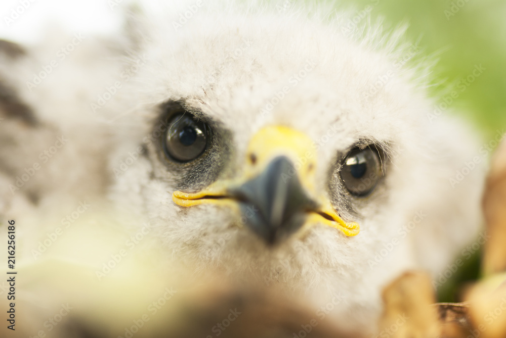 Fototapeta premium Portrait of a falcon nestling close-up.