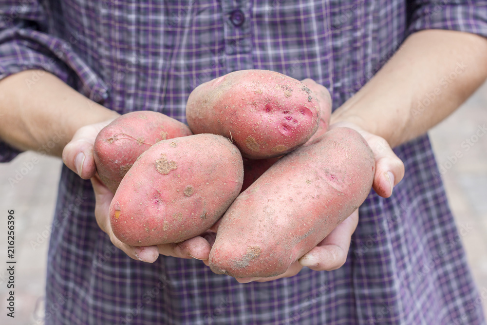 farmers hand holding large potatoes
farmers hand holding large potatoes