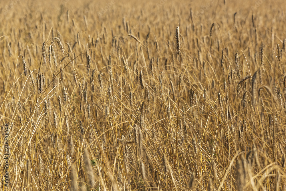 Wheat fields in hot summer day. Wheat fields in hot summer day.