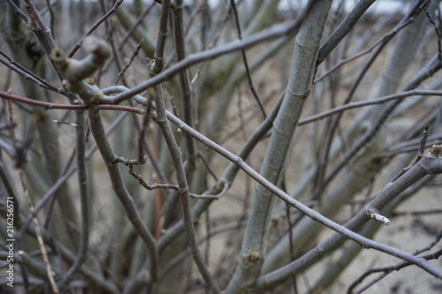 Plant Branch in Winter, Ficus Carica Moraceae withouth leaves