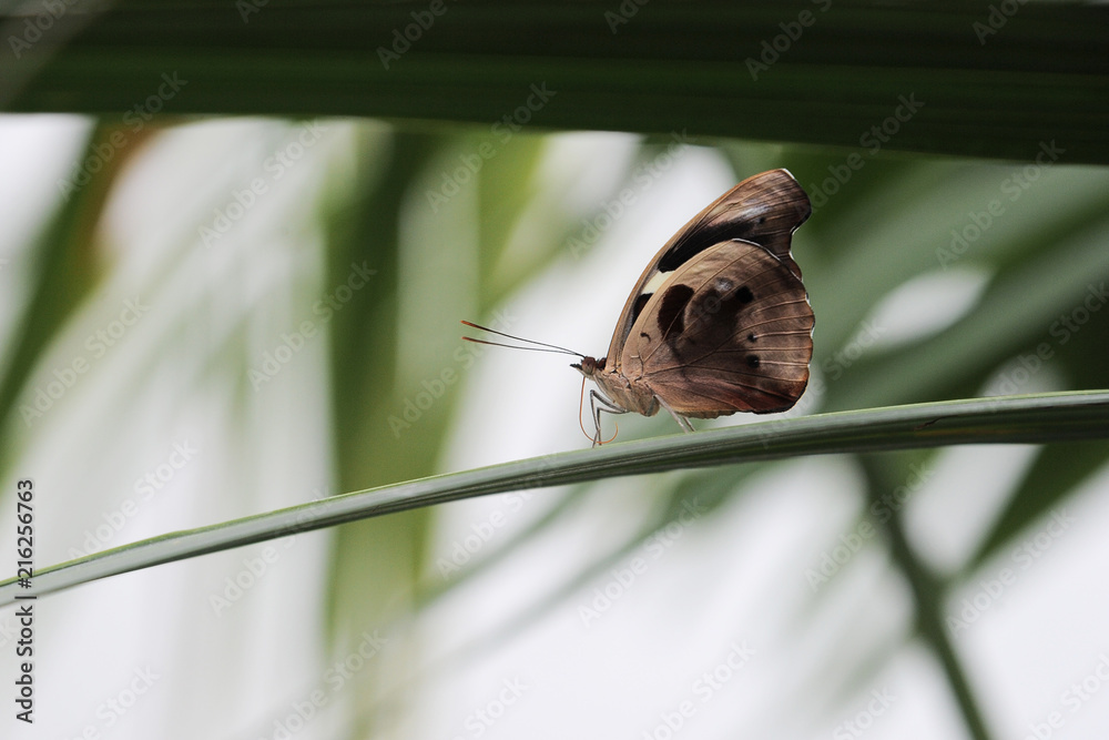 Obraz premium coloured butterfly 