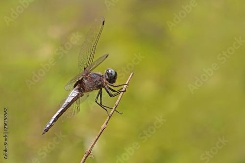 kuru dala tutunmuş yusufçuk böceği ( dragonfly ) © mylasa